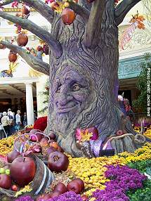 Bellagio�s Conservatory & Botanical Gardens