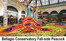 Bellagio Conservatory Fall Side Peacock