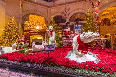 Bellagio Conservatory Captures Holiday Spirit