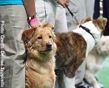 Best in Show Event Orleans Las Vegas