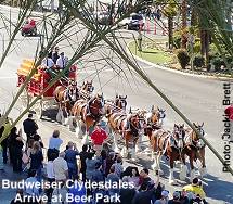 Budweiser Clydesdales