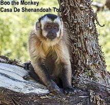 Casa de Shenandoah Tour - Boo the Monkey