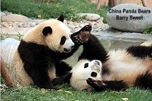 'China panda bears' by Barry Sweet