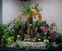 Cymbidium Show at California Hotel