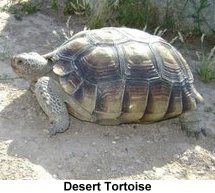 Desert Tortoise