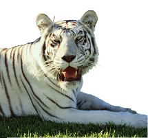 Dirk Arthur White Tiger