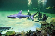 Dive With Sharks Mandalay Bay