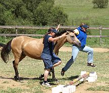 Equine Assisted Psychotherapy