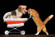 Gregory Popovich's Comedy Pet Theater