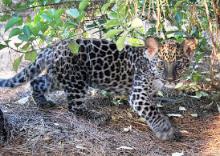 'Java' Siegfried & Roy Garden February 2009