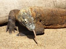 Komodo Dragon