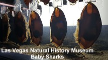 Las Vegas Natural History Museum baby sharks