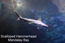 Mandalay Bay - Scalloped Hammerhead