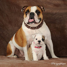 Pet'ographique Pet Portrait Shop