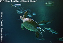 OD, the Sea Turtle at Shark Reef