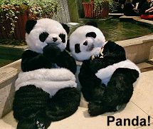 Panda, The Show