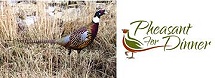 Pheasant for Dinner
