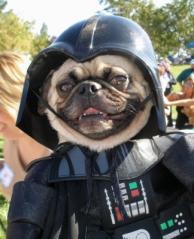 PugVader at Pug-O-Rama