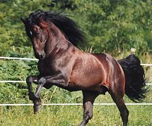 Pure Spanish Horses South Point