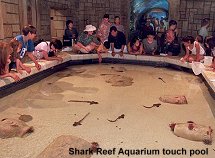 Shark reef aquarium touch pool