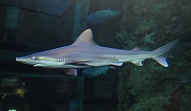 Shark Reef Sandbar Shark