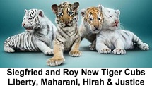 Siegfried and Roy New Tiger Cubs 2015 - 'Liberty', 'Maharani', 'Hirah', and 'Justice'