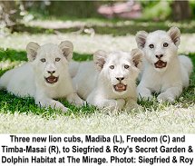 Siegfried and Roy's Secret Garden lion cubs: Madiba, Freedom and Timba-Masai, 2014