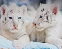 New Tiger Cubs at Siegfried and Roy's 'Secret Garden'