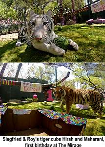 Siegfried and Roy's tiger cubs Hirah and Maharani 1st birthday