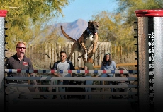 Dog Show Featured At Springs Preserve