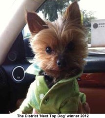 The District 'Next Top Dog' Winner 2012