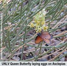 UNLV Queen butterfly laying eggs on Asclepias Subulata