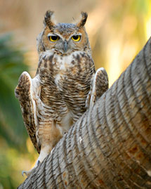 Wings and Wildlife Festival